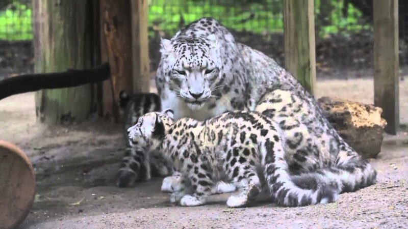 Three Snow Leopards At Nebraska Zoo Die Of COVID Complications