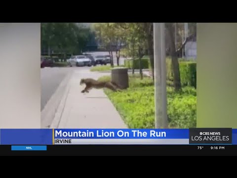 Mountain Lion Runs Wild Through Crowded Shopping Center