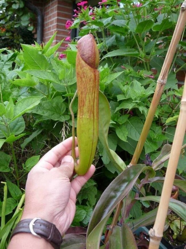 Please Don’t Pick The Penis Plant
