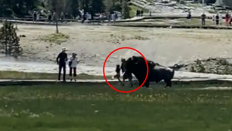 Gruesome Bison Attack At Yellowstone