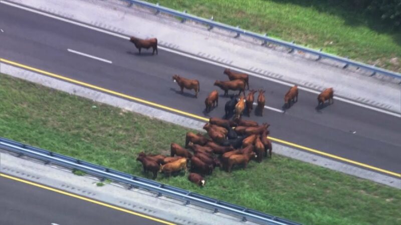 Cows Shut Down Florida Turnpike