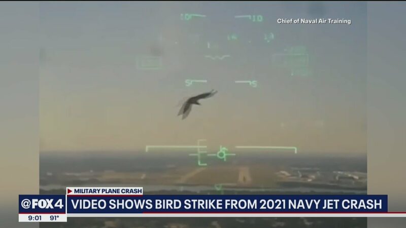 Video Shows Moment Bird Takes Down Navy Jet